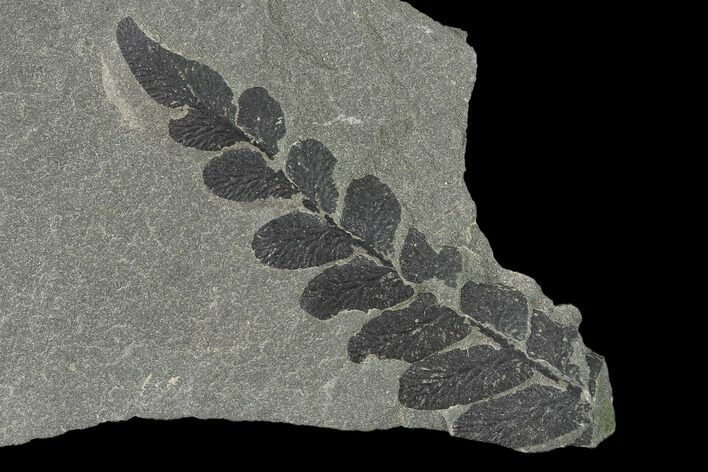 Pennsylvanian Fossil Fern (Neuropteris) Plate - Kentucky #137717